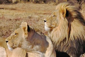 Free Satta King App Download: Step-by-Step Guide for India (2026)